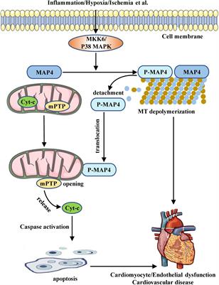 MAP4 as a New Candidate in Cardiovascular Disease